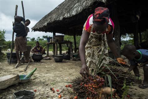 In West and Central Africa, palm oil investors buckle under …