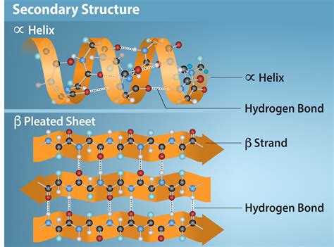 In betapleated secondary structure Two or polypeptides form sheet but