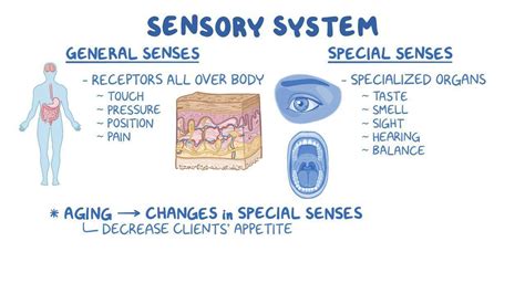 In general how do sensory systems function
