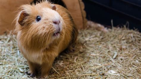 In guinea pigs, dust can spread the flu, raising COVID-19 questions ...