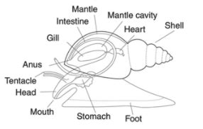 In molluscs, feather-like gills are present in mantle cavity.