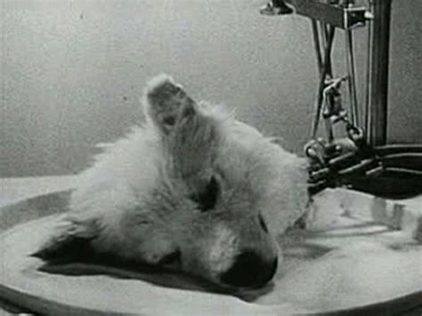 In the 1940s Russian scientists found out how to keep a dog’s head ...