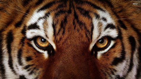 In the eyes of a tiger. Things To Know About In the eyes of a tiger. 
