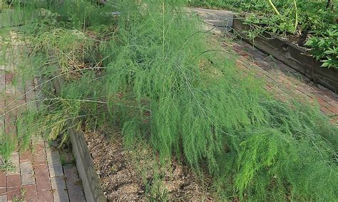 In the garden: Slow-growing asparagus, unknown tree and more …