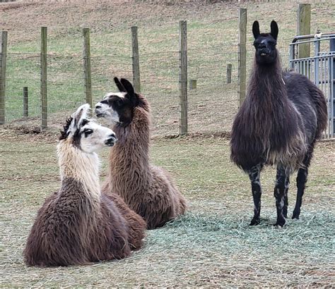 In the name of progress and... Two Crows Farm Alpacas