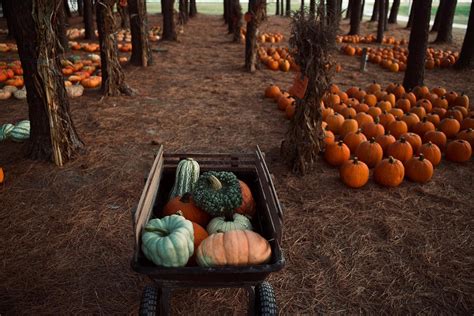Maryland Pumpkin Picking Farms and Fall Pumpkin Patch Farms - go pumpkin picking at a local farm in Maryland. When there's a crisp snap in the air, nothing beats a day at the local pumpkin patch farm. It's guaranteed to put a Jack-o-Lantern-sized smile on everyone's face!. 