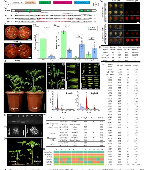 In vivo maternal haploid induction in tomato Semantic Scholar