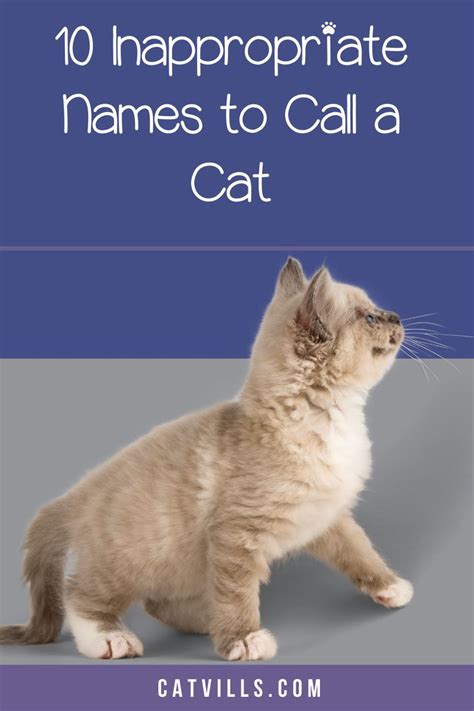 Inappropriate cat names reddit.  What are the funniest or most unique cat n...