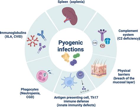 Inborn Errors of Immunity (IEI) Breaking Immune Homeostasis …