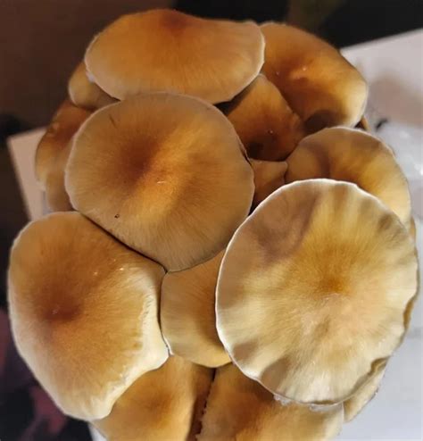 Inca Stargazer is noted to be a very prolific fruiter, giving massive flushes, with ease, and also very potent, with small to medium fruits. All Research Plates are 60mm x 15mm and use an lmea recipe rigorously tested for optimal mycelium growth.. 