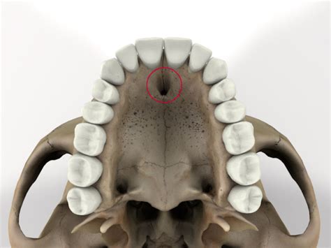 Incisive foramens Definition & Meaning Merriam-Webster Medical