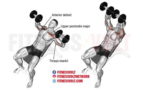 Incline dumbbell press muscles worked.  This exercise works your chest, fron...