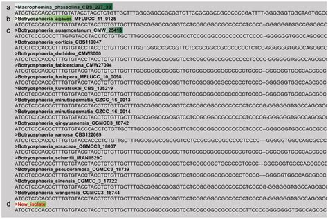 Inclusion of the sequence data in a FASTA file. a Outgroup taxon. b