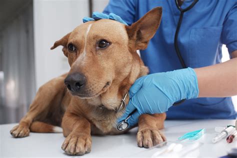 Increase in deadly parvovirus in puppies being seen in the DMV