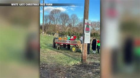 Increase in demand causes some Massachusetts Christmas tree farms to sell out weeks before Christmas