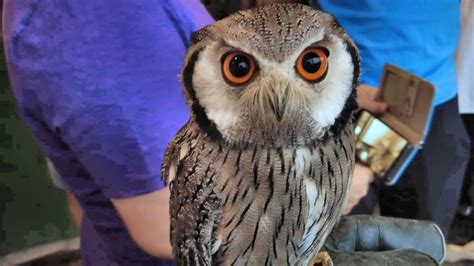 Incredible Intimate Owl Experience - Review of …