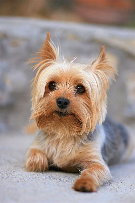 Incredible Small Dog Breeds for Pets [Upd. 2 days ago]