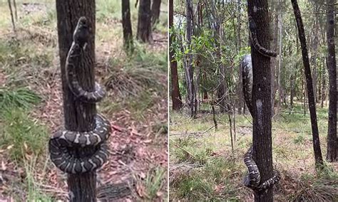 Incredible footage of a python effortlessly climbing a …