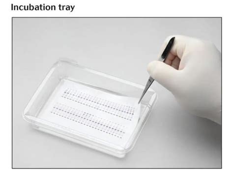 Incubation Tray, 10 x 14 cm - Thermo Fisher Scientific