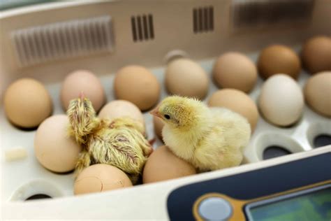 Incubation and Hatching Procedures - Poultry Help