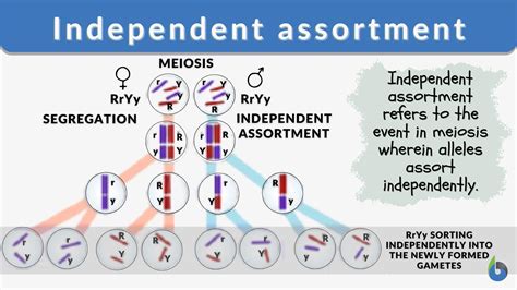 Independent Assortment Definition and Examples - Biology Online ...