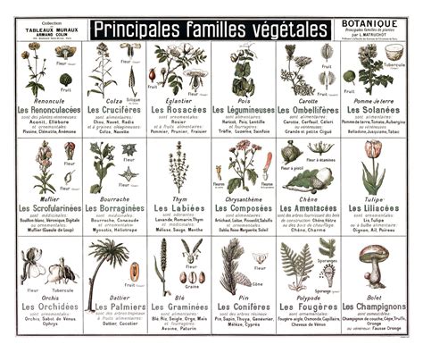 Index étymologique des noms des plantes communes en plaine. - 2012 2014 zuma 50f service manual.