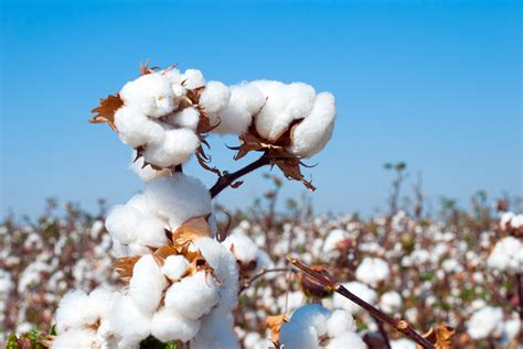 India shows cotton