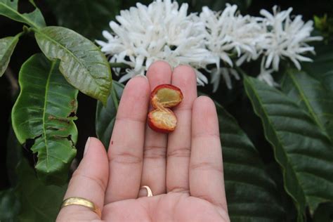 Indian Coffee Varieties