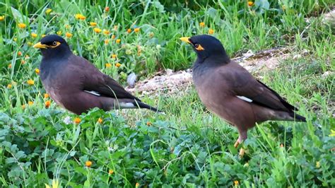 Indian Myna Birds - A pest species - YouTube