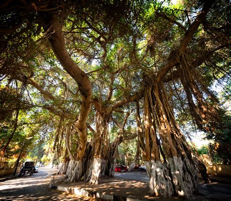 Indian Roots in Egyptian: The Banyan Tree in Zamalek