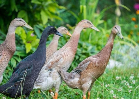 Indian Runner Duck Breed: Everything You Need To Know