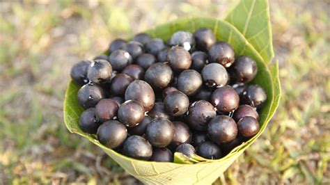 Indian blueberry. Things To Know About Indian blueberry. 