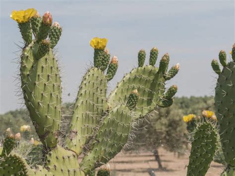 Indian cactus. Things To Know About Indian cactus. 