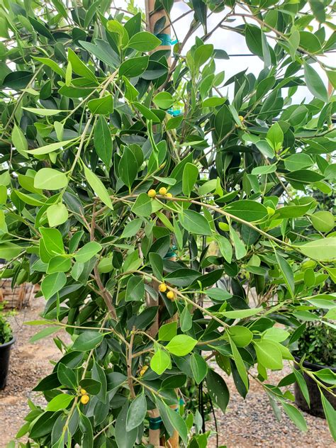 Indian laurel fig. Botanical Name Ficus microcarpa nitidaAlso Known As Ficus Nitida | Ficus Indian Laurel Fig | Green Island Fig | Chinese Banyan | 榕树 | 万年青 | 细叶榕SpecificationsPlant Type Native From USDA Zone Light Needs Watering Needs Leaves ... 
