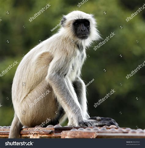 Indian monkey Photos Stock & Des Images - alamyimages.fr