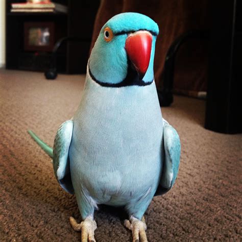Indian ringneck parakeet for sale. Ringneck Indian Parakeet. Alexandrine Aviary, IL We Ship. IRN Blue male Baby Price: $1600.00 We are a family-owned Aviary that specializes in a variety of exotic parrots. We are focused on providing the highe... $1,600.00 Quick View. 