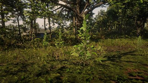 Special Health Cure Pamphlet is a Recipe in Red Dead Redemption 2 (RDR2). Recipes can be used to make food and other items that help the player recover Cores. Where can I find Indian tobacco RDR2? Indian Tobacco can be identified by their tall height, serrated leaves and delicate lilac flowers.. 