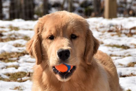The first time a Golden Retriever goes into heat is when she reaches approximately 10 to 14 months old. There are circumstances where a dog can go into heat at a younger age, but t...