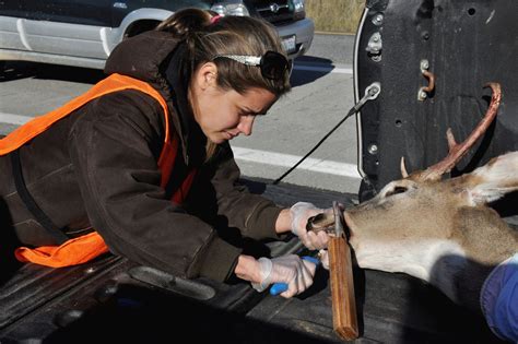 Deer hunters are required to report a successful harvest within 72-hours or before transferring possession of the deer (to another person, a processer or taxidermist). Hunters must continue to attach a paper kill tag to a harvested deer. The kill tag should remain with the head if the head and body of the deer are separated.. 