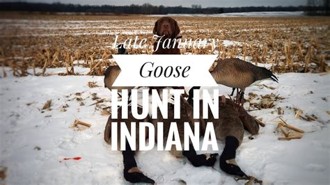 Late Canada goose season begins in February in select counties. Indiana is once again offering a late season for Canada geese that targets urban geese. ... • Hunters must have an Indiana hunting license, Indiana waterfowl stamp, federal waterfowl stamp, and a HIP number to participate.. 