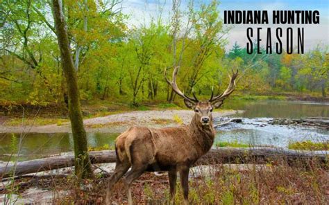 Indiana hunting seasons. The Indiana hunting seasons below provide a range of opportunities for hunters in the state. The table provides details on species, season dates, bag limits and other information. Hunters can pursue game such as duck, fox, goose, pheasant, quail, rabbit and turkey in various locations around Indiana. 