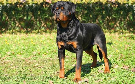 Rottgang Rottweilers was established in 2015 and in just