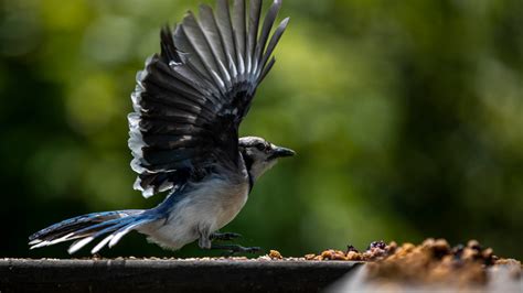 Indiana songbirds: Sick or dying birds found in 69 …