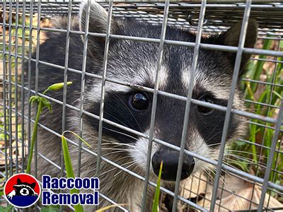 Indianapolis Raccoon Removal, Animal Pest Control Trapping in …