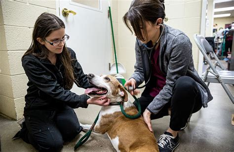 Indianapolis animal control. Things To Know About Indianapolis animal control. 