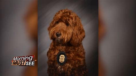 Indianapolis police introduce Officer Gus, a therapy dog providing support and comfort to officers