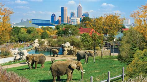 Indianpolis zoo. Indianapolis Zoo is located in Downtown Indianapolis. It's in an artsy neighborhood well known for its great entertainment and museums. If you'd like to find things to do in the area, you might want to stop in and see Lucas Oil Stadium and Children's Museum of … 