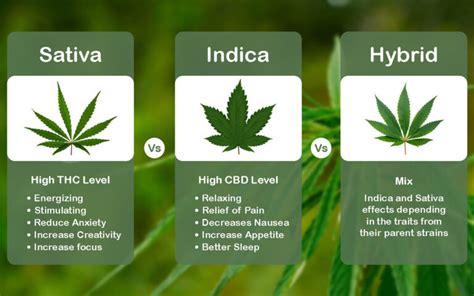 Indica Bae Onlyfans Leak