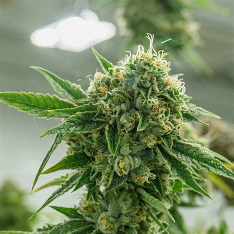 Indica Marijuana Strains Marijuana Seeds For Sale