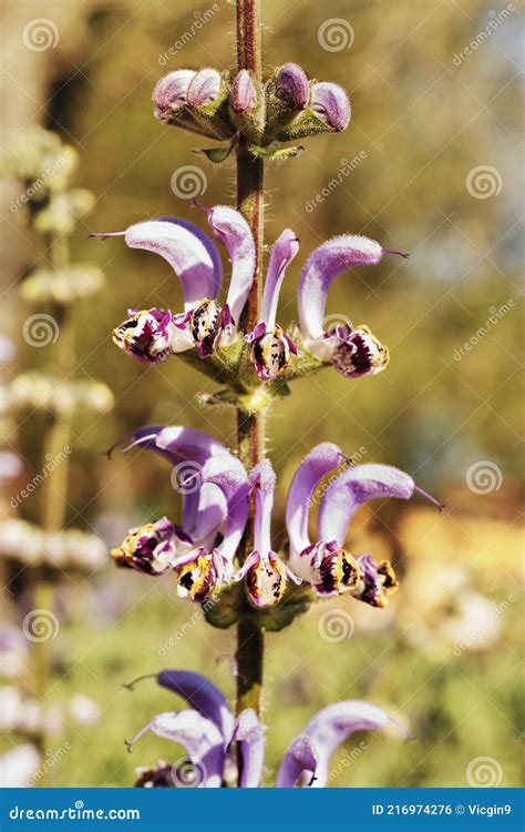 🍆 PORN Indica Sage Leaks